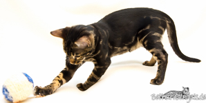 Bengal Katze marbled